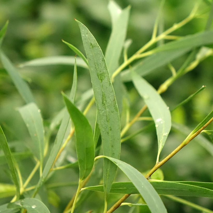 Eucalyptus moorei subsp. moorei (Foliage)