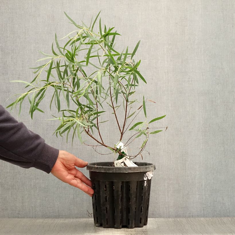 Example of Eucalyptus moorei subsp. moorei Topf mit 4L/5L as you get in ete