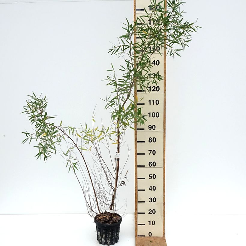 Exemplar von Eucalyptus moorei subsp. moorei Topf mit 4L/5L wie im Herbst geliefert