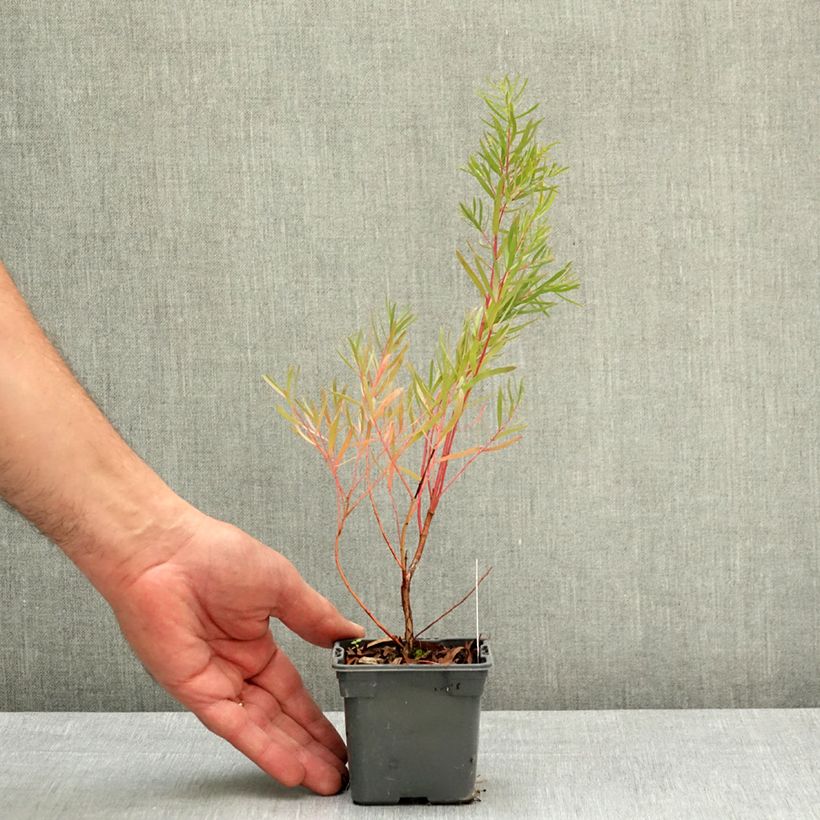 Exemplar von Eucalyptus nicholii - Gommier menthe de Nicol Godet de 8/9 cm wie im Frühjahr geliefert