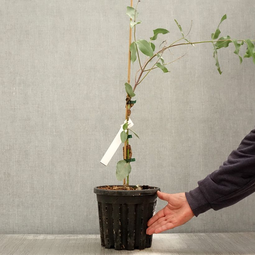 Example of Eucalyptus nitens Topf mit 4L/5L as you get in automne