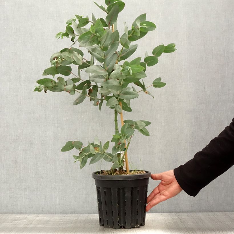 Exemplar von Eucalyptus nitens Topf mit 4L/5L wie im Frühjahr geliefert