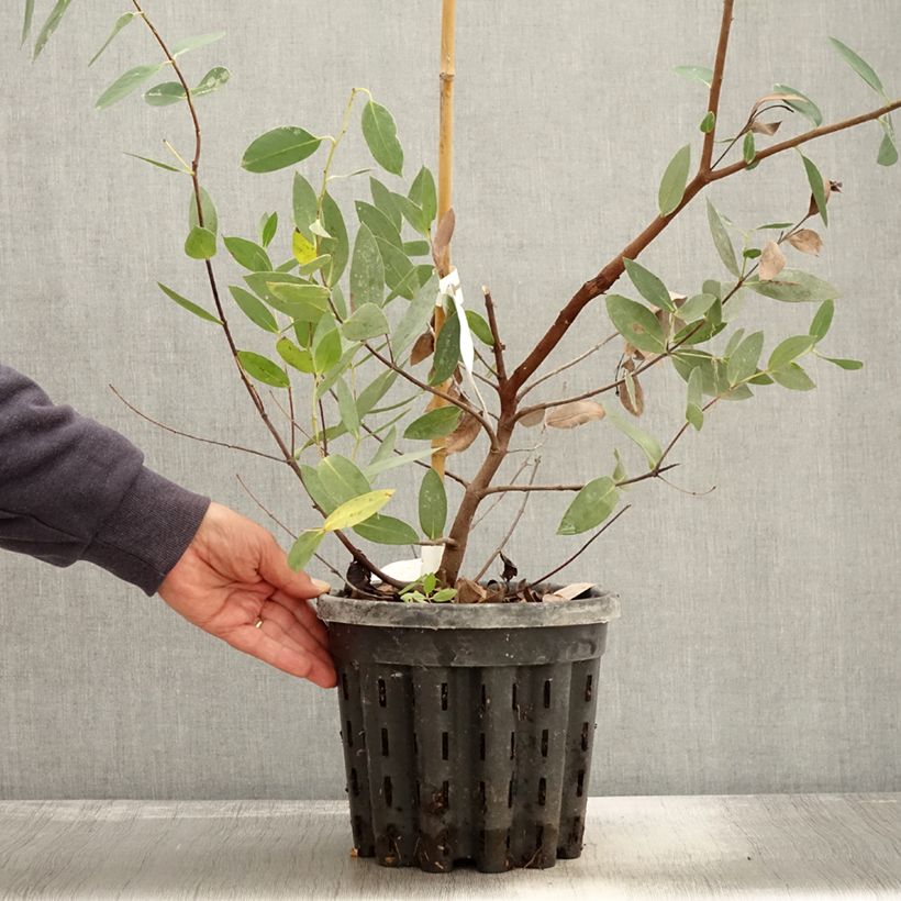Example of Eucalyptus nitida Topf mit 4L/5L as you get in automne