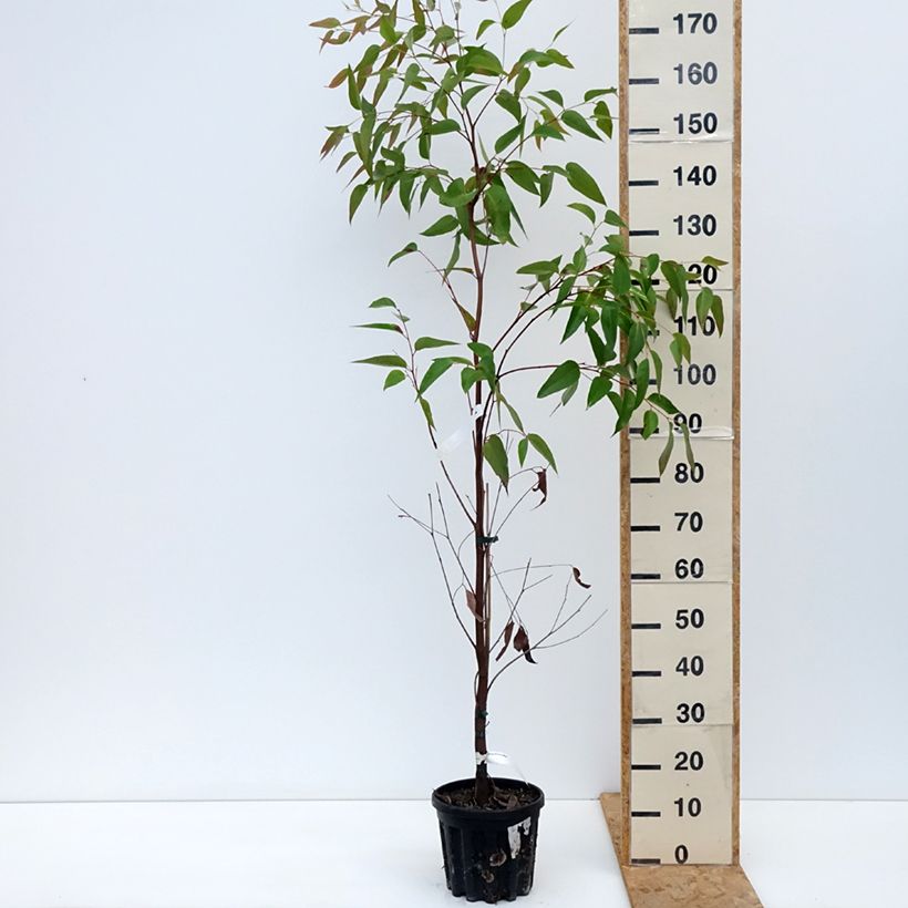 Exemplar von Eucalyptus obliqua Topf mit 4L/5L wie im Herbst geliefert