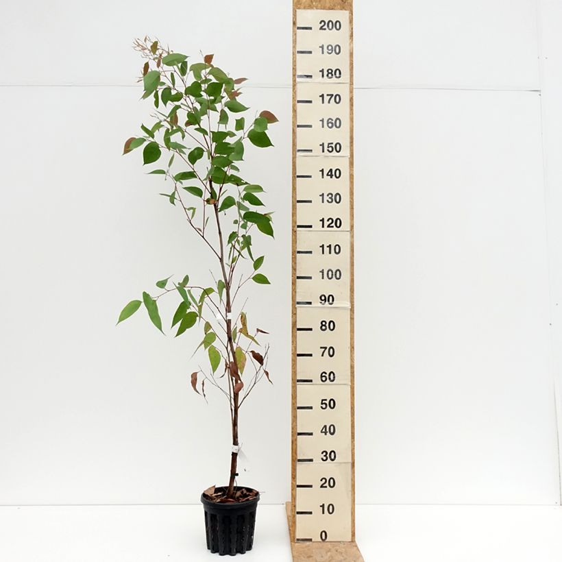 Exemplar von Eucalyptus obliqua Topf mit 4L/5L wie im Sommer geliefert