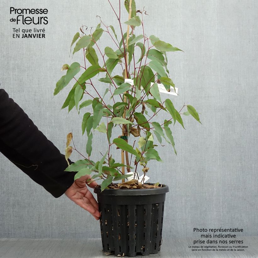 Example of Eucalyptus obliqua Topf mit 4L/5L as you get in hiver