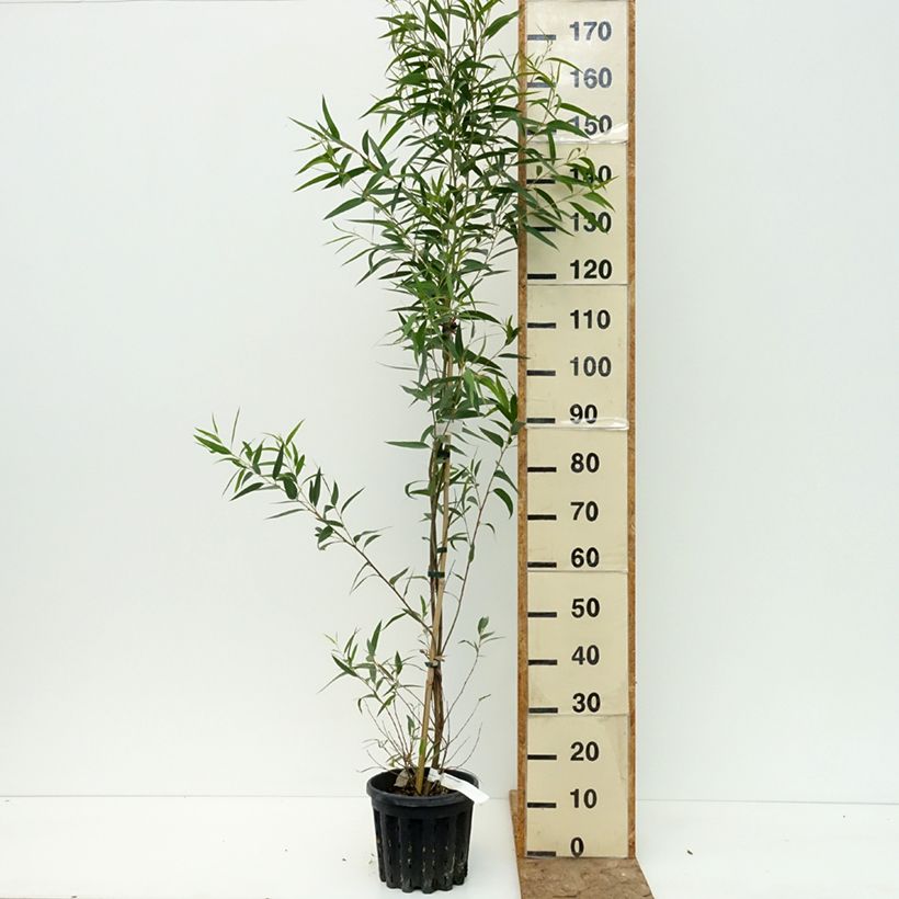 Exemplar von Eucalyptus paliformis  Topf mit 4L/5L wie im Sommer geliefert