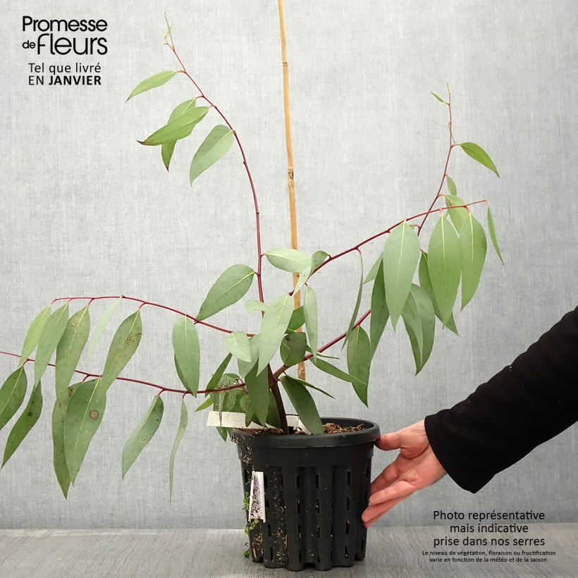 Exemplar von Eucalyptus pauciflora subsp. niphophila Mt Bogong - Schnee-Eucalyptus Topf mit 4L/5L wie im Winter geliefert