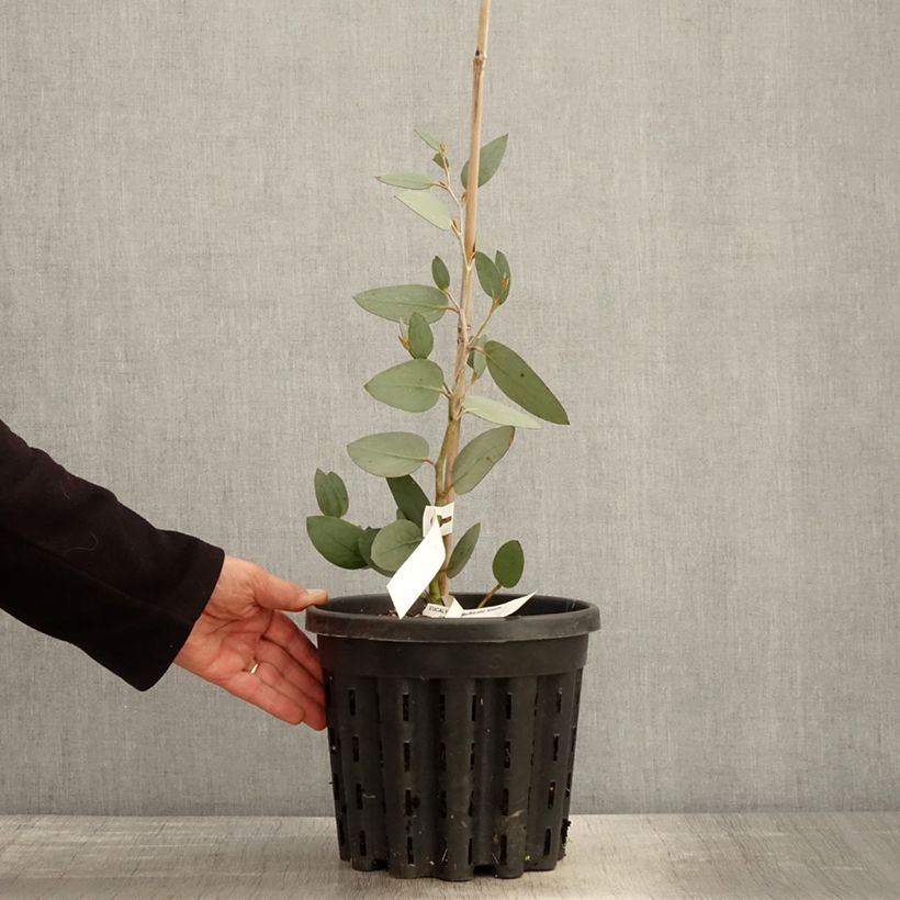 Exemplar von Eucalyptus pauciflora subsp. niphophila Mt Bogong - Schnee-Eucalyptus Topf mit 4L/5L wie im Frühjahr geliefert