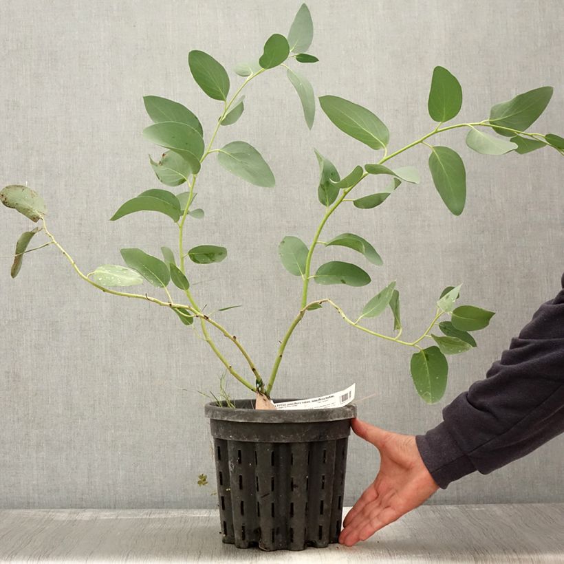 Example of Eucalyptus pauciflora subsp. pauciflora Buffalo - Schnee-Eucalyptus Topf mit 4L/5L as you get in automne