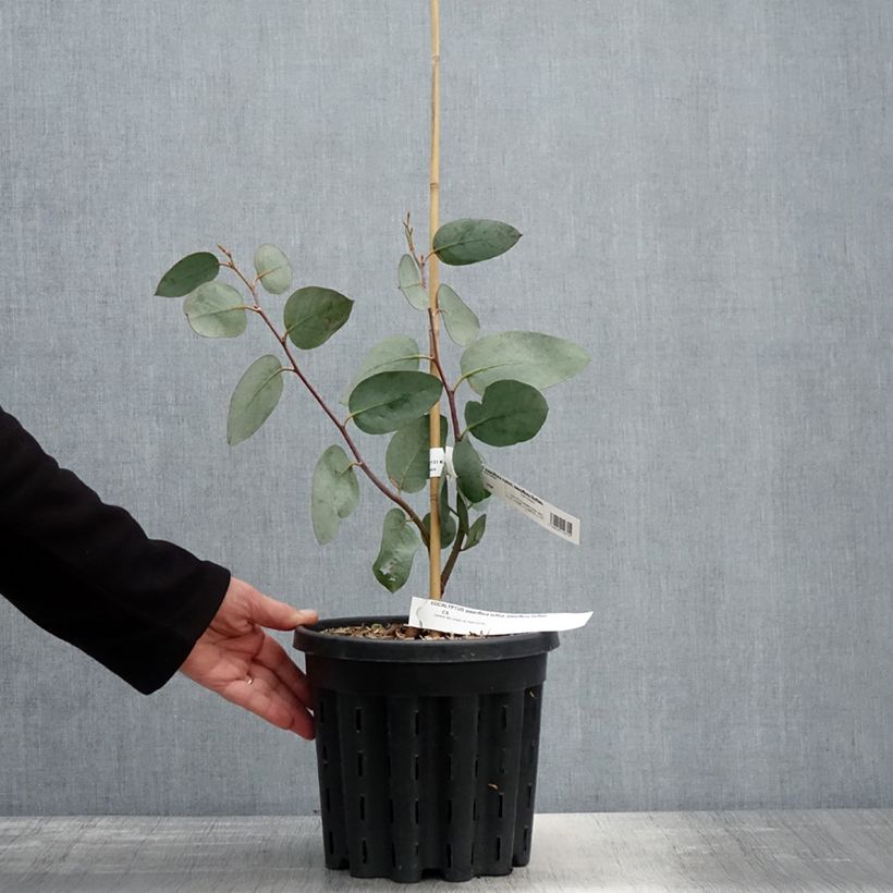 Exemplar von Eucalyptus pauciflora subsp. pauciflora Buffalo - Schnee-Eucalyptus Topf mit 4L/5L wie im Frühjahr geliefert