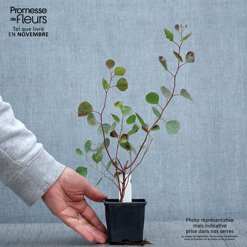 Example of Eucalyptus polyanthemos Kleine Töpfe von 8/9 cm as you get in automne