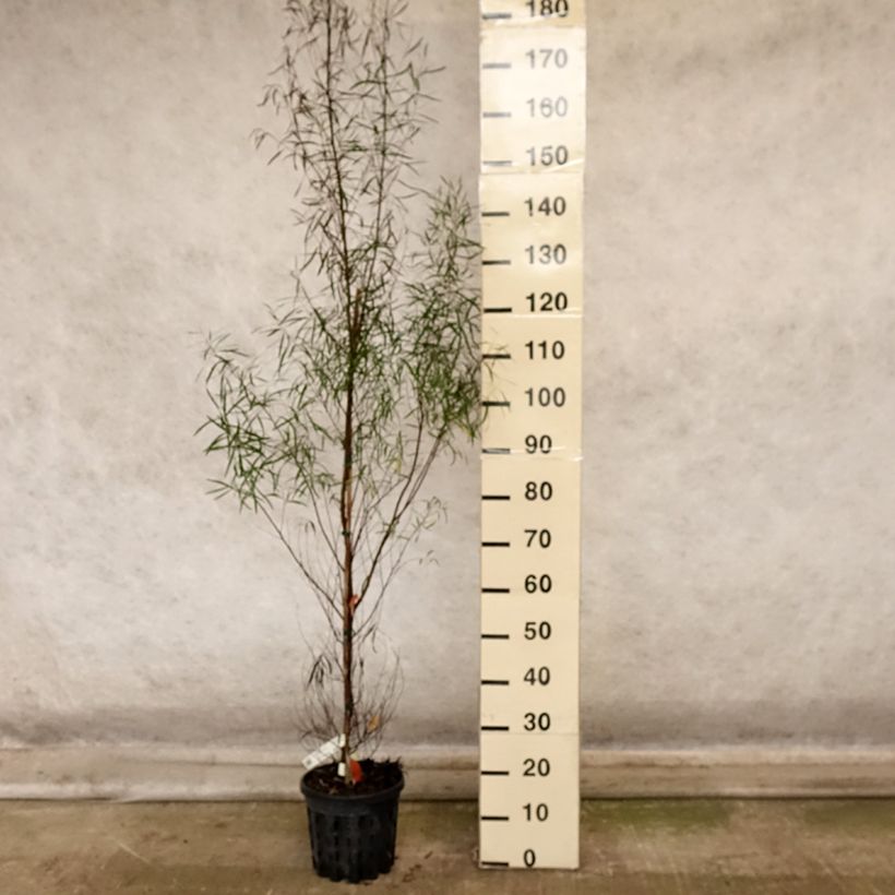 Example of Eucalyptus pulchella Topf mit 4L/5L as you get in automne