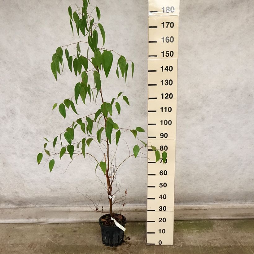 Example of Eucalyptus regnans - Riesen-Eukalyptus Topf mit 4L/5L as you get in automne