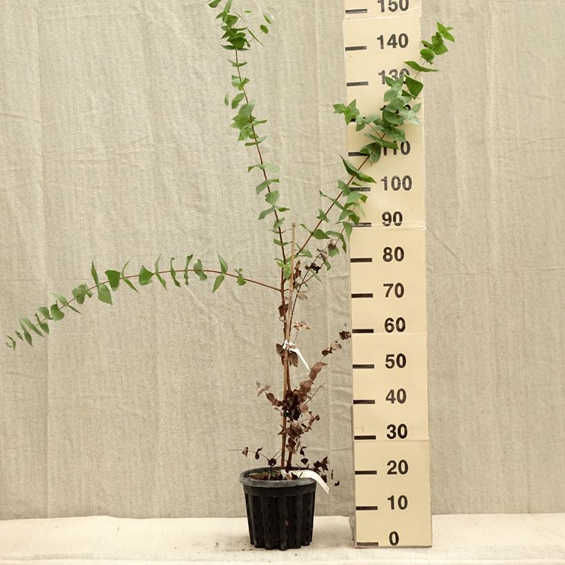 Example of Eucalyptus risdonii Topf mit 4L/5L as you get in automne