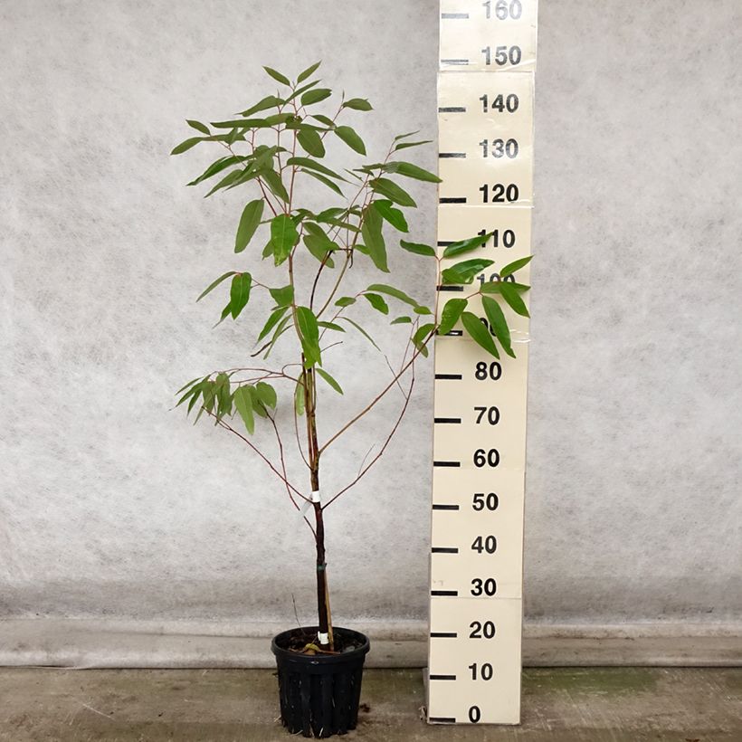 Example of Eucalyptus robusta Topf mit 4L/5L as you get in automne