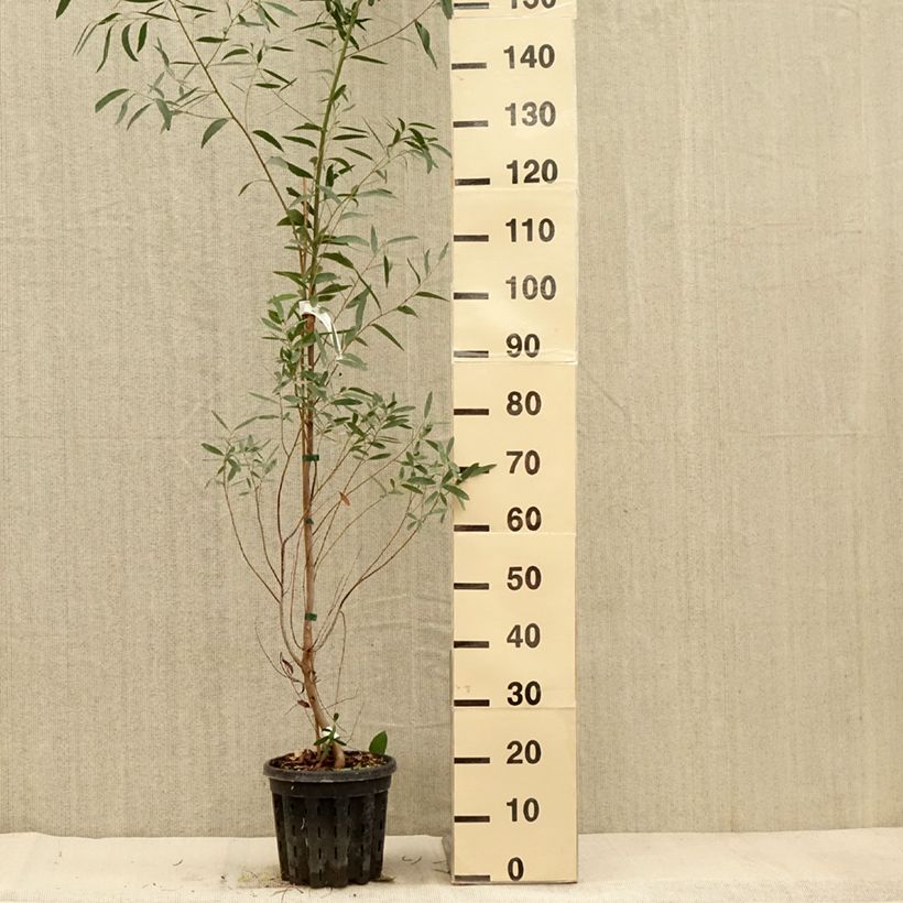 Example of Eucalyptus rodwayi Topf mit 4L/5L as you get in automne