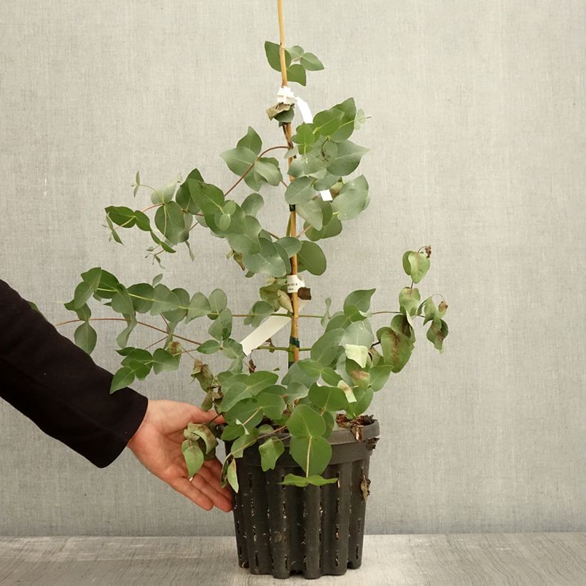 Example of Eucalyptus rubida Topf mit 4L/5L as you get in automne