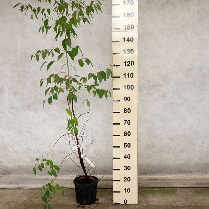 Example of Eucalyptus saligna Topf mit 4L/5L as you get in automne