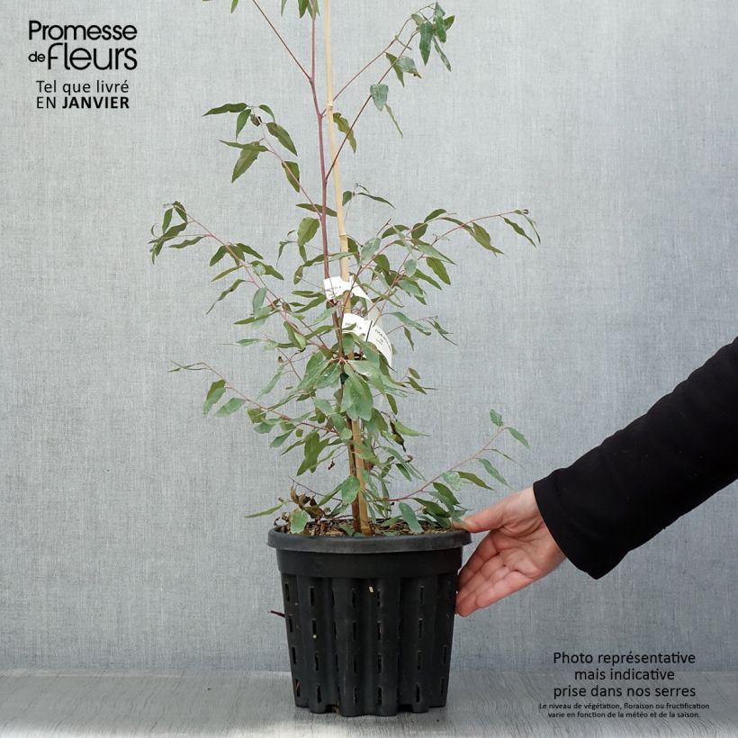 Exemplar von Eucalyptus saligna Topf mit 4L/5L wie im Winter geliefert