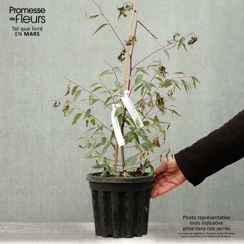 Exemplar von Eucalyptus saligna Topf mit 4L/5L wie im Frühjahr geliefert