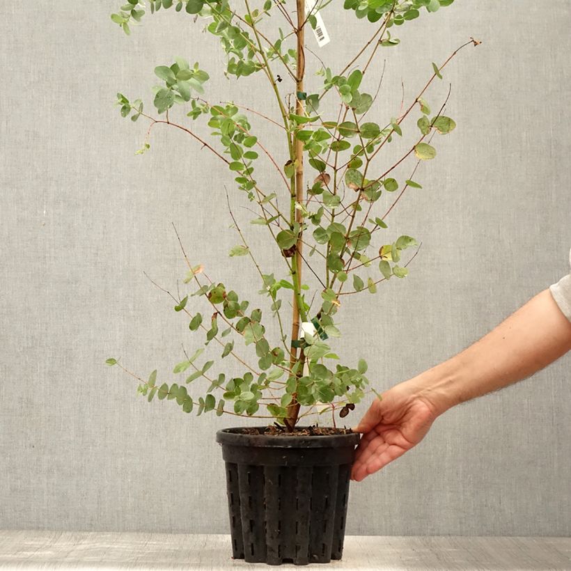 Example of Eucalyptus saxatilis Topf mit 4L/5L as you get in ete