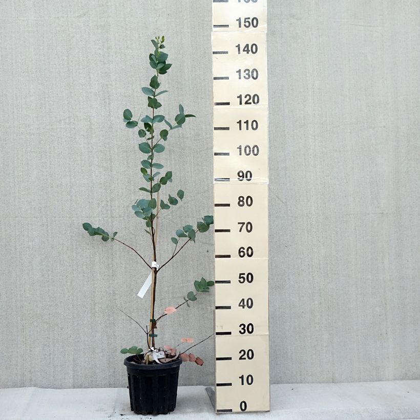 Example of Eucalyptus stellulata Topf mit 3L/4L as you get in automne