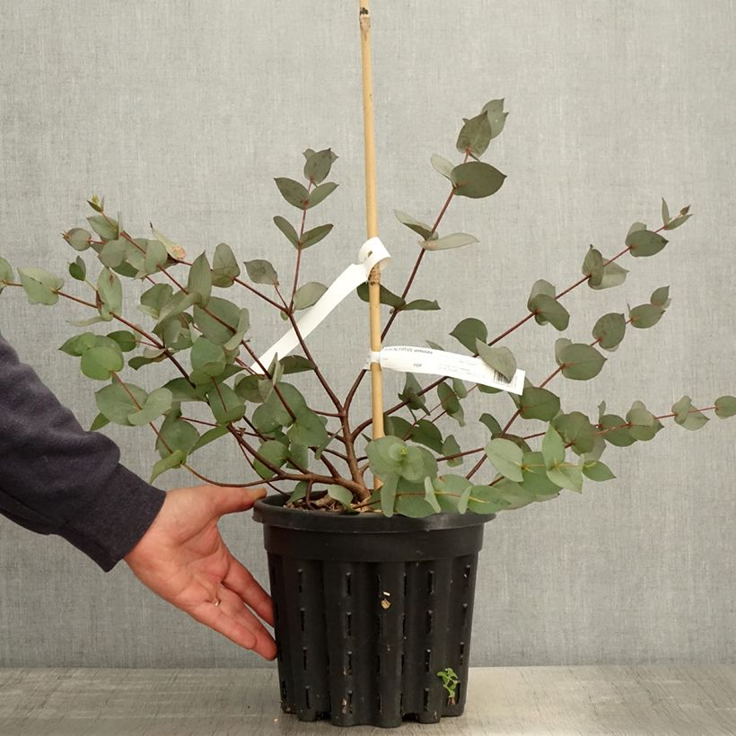 Exemplar von Eucalyptus stellulata Topf mit 3L/4L wie im Frühjahr geliefert