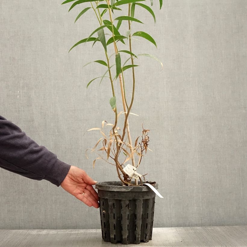 Example of Eucalyptus stricta Topf mit 4L/5L as you get in automne