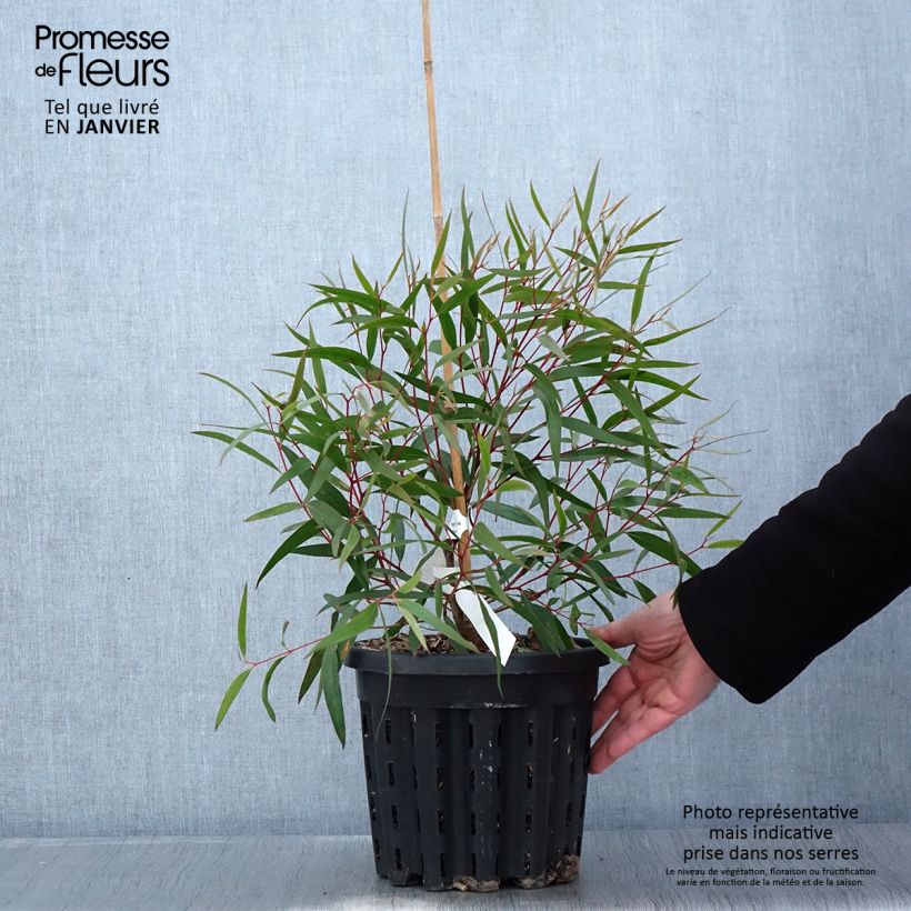 Exemplar von Eucalyptus stricta Topf mit 4L/5L wie im Winter geliefert