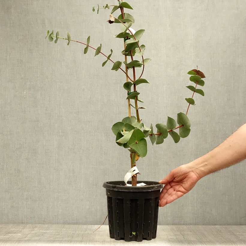 Example of Eucalyptus sturgissiana Topf mit 4L/5L as you get in ete