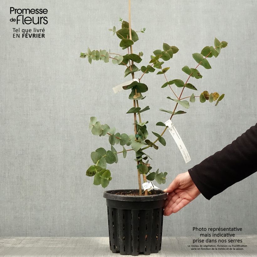 Exemplar von Eucalyptus sturgissiana Topf mit 4L/5L wie im Winter geliefert
