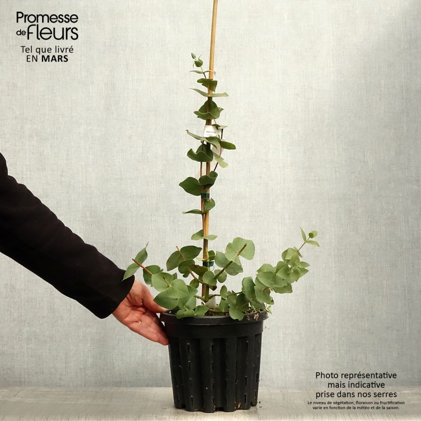 Exemplar von Eucalyptus sturgissiana Topf mit 4L/5L wie im Frühjahr geliefert