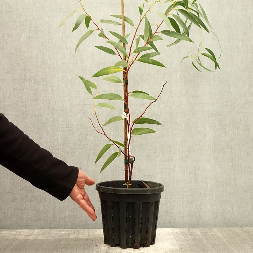 Example of Eucalyptus tetraptera Topf mit 4L/5L as you get in automne