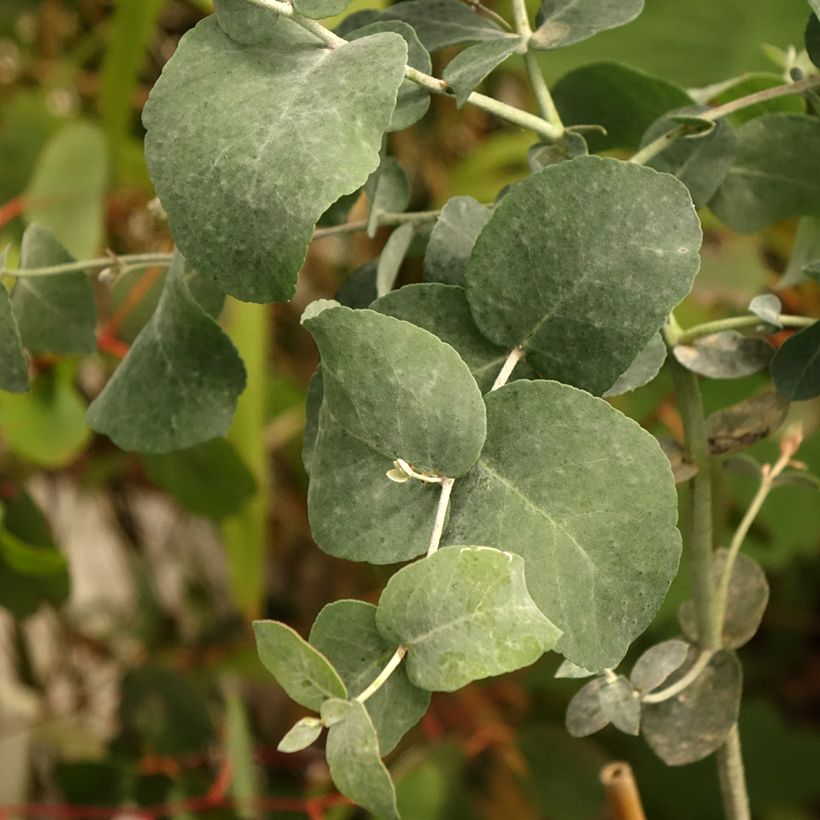 Eucalyptus urnigera f.glaucus (Foliage)
