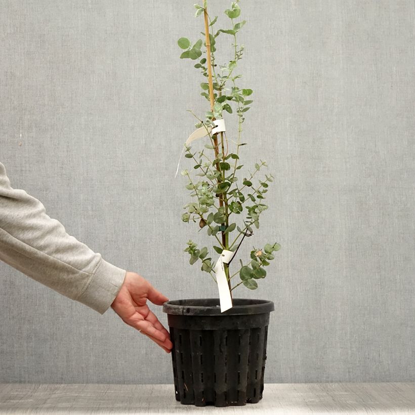 Example of Eucalyptus urnigera f.glaucus Topf mit 4L/5L as you get in ete