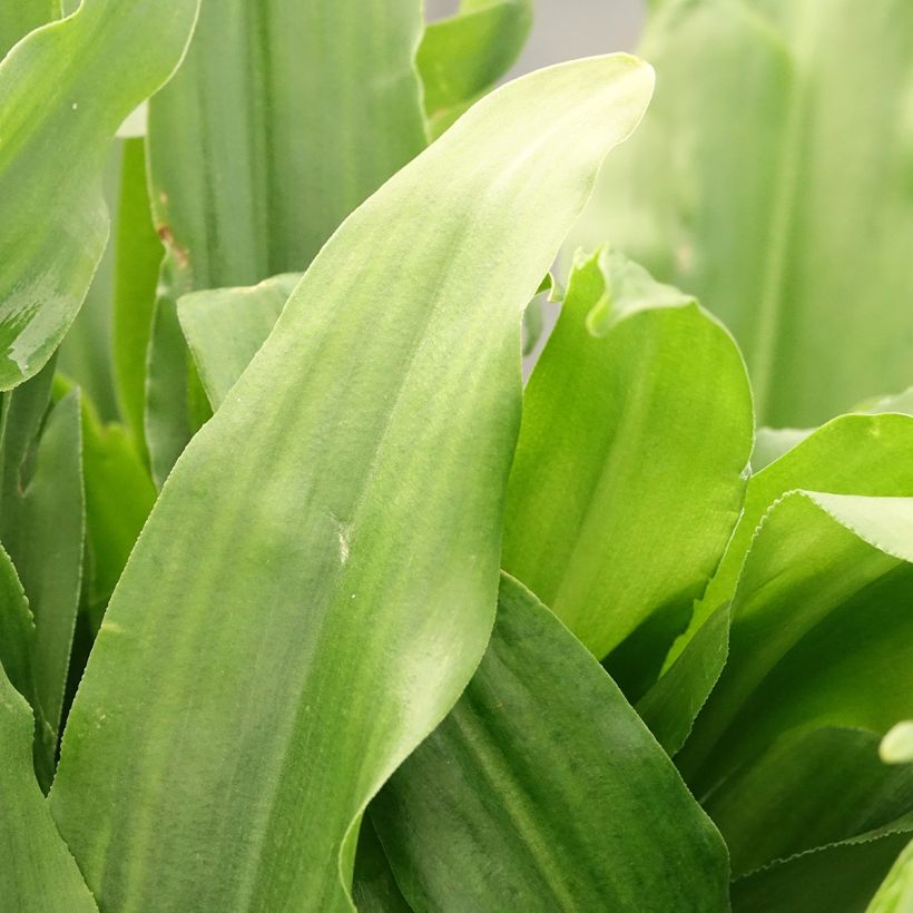Eucomis autumnalis - Schopflilie (Laub)