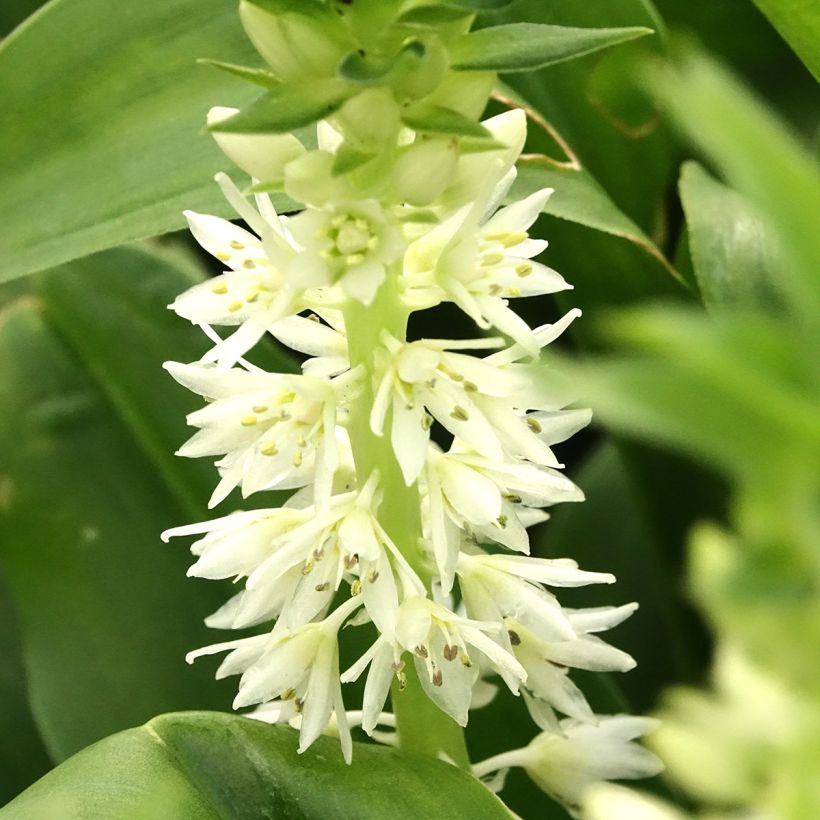 Eucomis autumnalis - Schopflilie (Blüte)