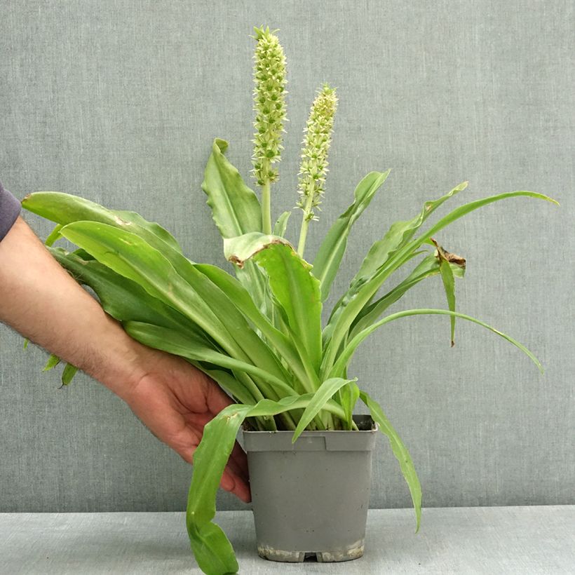Exemplar von Eucomis autumnalis - Eucomide Pot de 2L/3L calibre 14/16 wie im Sommer geliefert
