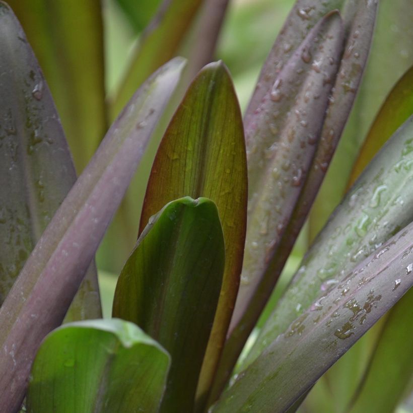 Eucomis Burgundy Wine - Schopflilie (Foliage)