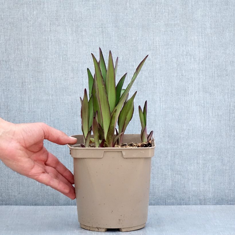 Example of Eucomis comosa Can Can - Schopflilie Topf mit 3L/4L size 18/20 as you get in printemps