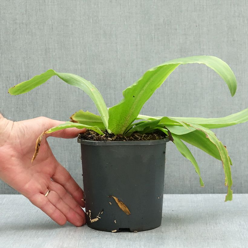 Exemplar von Eucomis comosa Johannesburg - Schopflilie Topf mit 1L/1,5L Kaliber/Größe 18/20 wie im Herbst geliefert