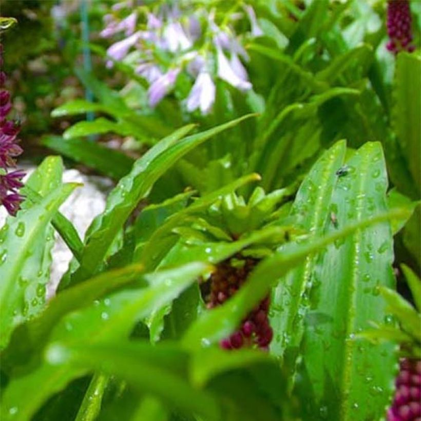 Eucomis comosa Leia - Schopflilie (Foliage)