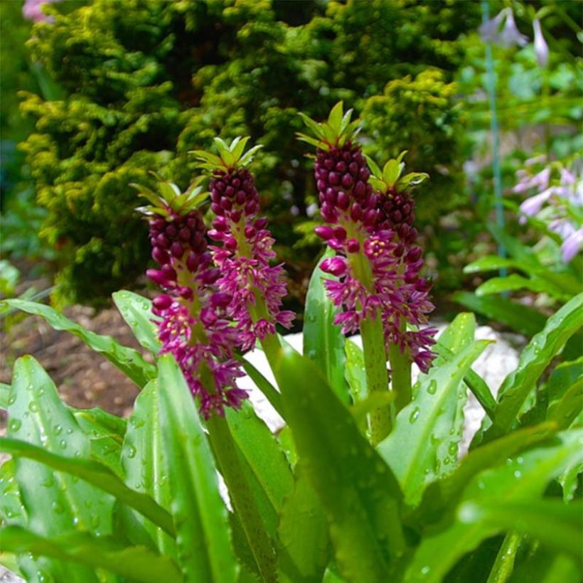 Eucomis comosa Leia - Schopflilie (Flowering)