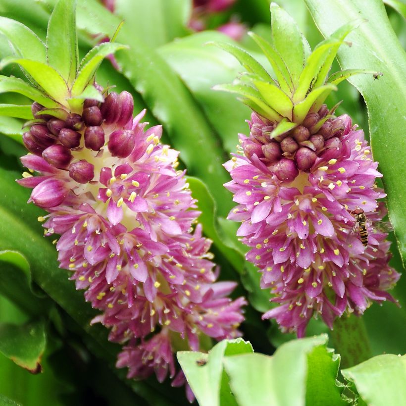 Eucomis comosa Sparkling Burgundy - Schopflilie (Flowering)