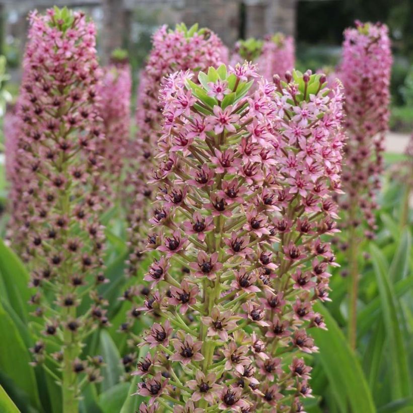 Eucomis comosa Pink Gin - Schopflilie (Flowering)