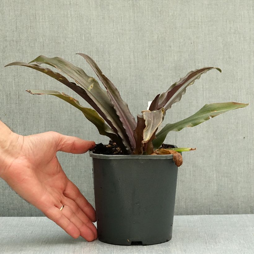 Exemplar von Eucomis Purple Reign - Schopflilie Topf mit 1L/1,5L Kaliber/Größe 14+ wie im Herbst geliefert