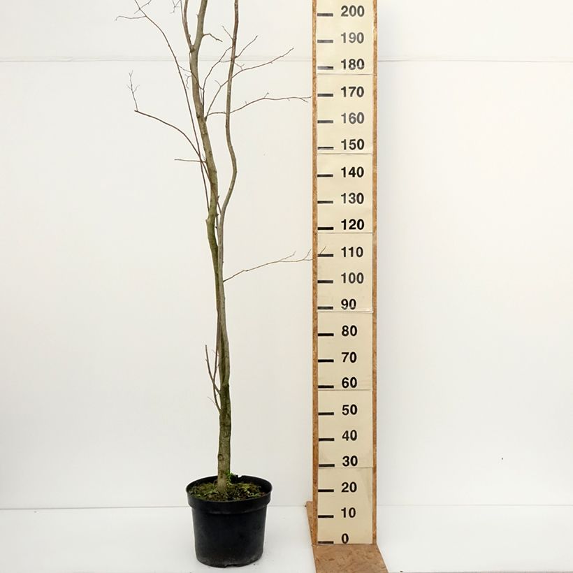 Exemplar von Eucommia ulmoides - Chinesischer Guttaperchabaum Topf mit 12L/15L wie im Herbst geliefert