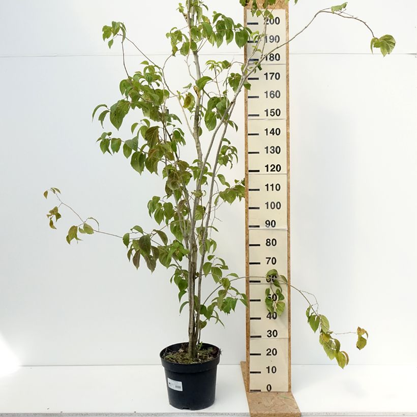 Example of Eucommia ulmoides - Chinesischer Guttaperchabaum Topf mit 12L/15L as you get in ete