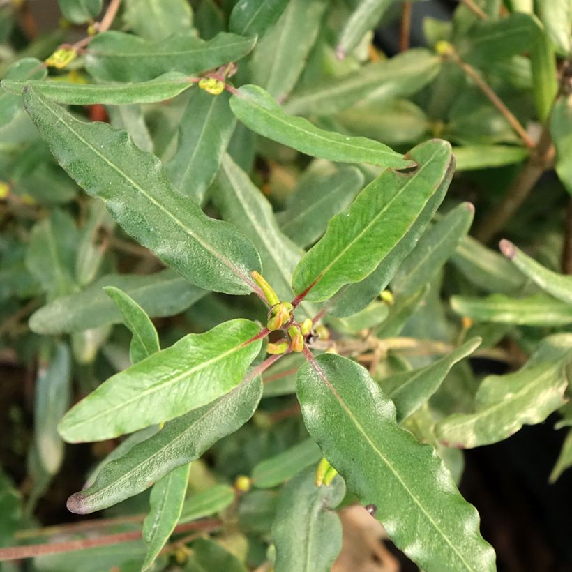 Eucryphia moorei - Eucryphie (Laub)